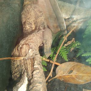 Bearded Pygmy Chameleon (Rieppeleon brevicaudatus)