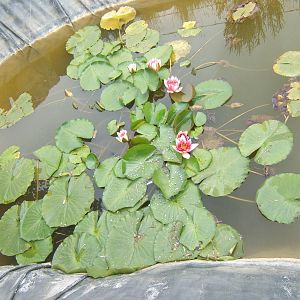water Lily