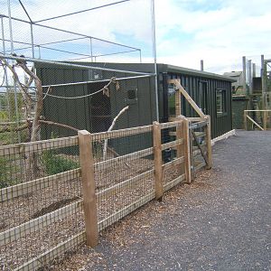 New Amazon and Macaw complex