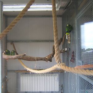 New Amazon and Macaw complex
