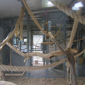 New Amazon and Macaw complex