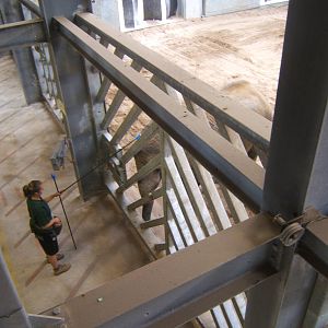 African Elephant target training