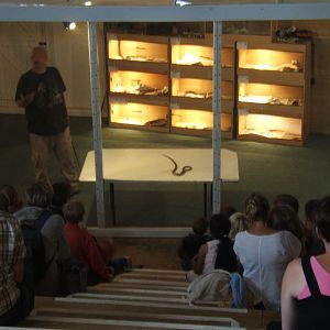 Peter Blake doing a venomous snake demo with a Papuan Taipan