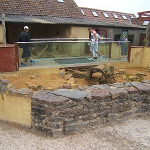 View of Meerkat enclosure