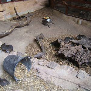 View of part of the Long-nosed Potaroo enclosure