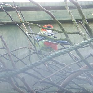 Eastern Rosella