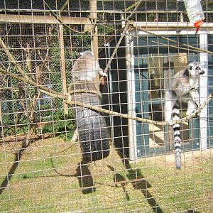 Ring-tailed Lemur`s