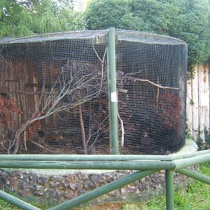 Coati enclosure