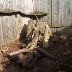 Meerkat Enclosure