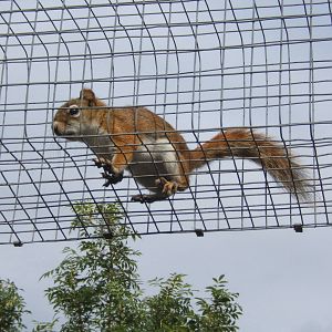 American Red Squirrel