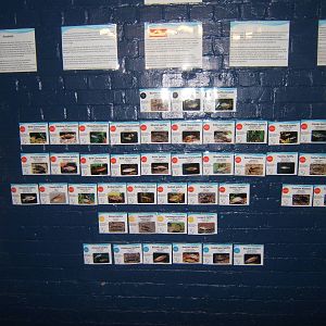 Display showing the fish species bred and what IUCN category they are