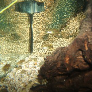 Finescale Splitfin (Allodontichthys polylepis)