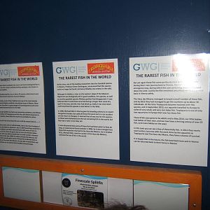 Info about the Finescale Splitfin