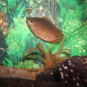 Zulu Perch (Ctenopoma ocellatum)