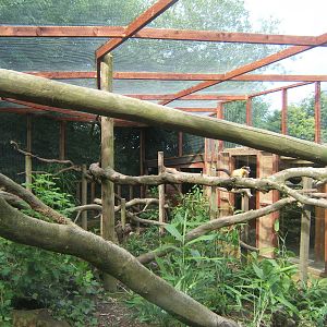 View of Yellow-throated Marten enclosure