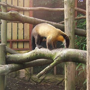 Yellow-throated Marten