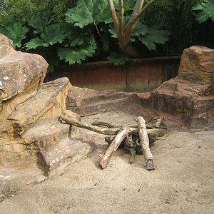 View of Meerkat enclosure