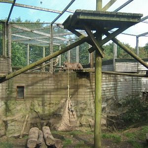 View of Puma enclosure