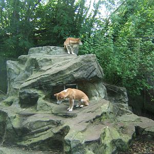 New Guinea Singing Dogs