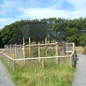View of new Great Grey Owl aviary