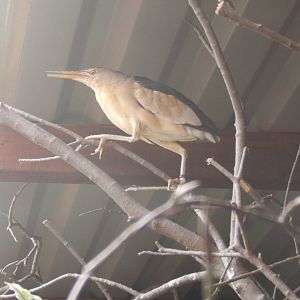 Little Bittern