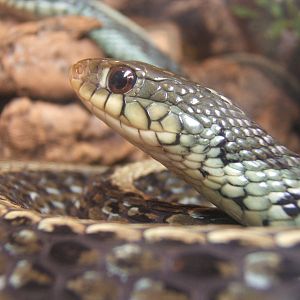 Garter Snake?