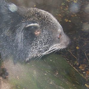 Binturong