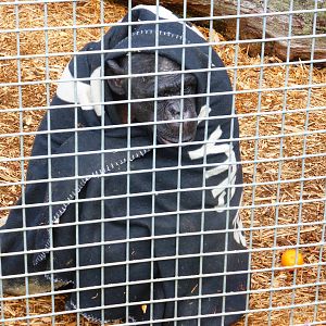 Nakima , the only female chimp .