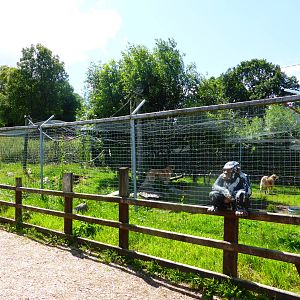 Polish rescue dogs .