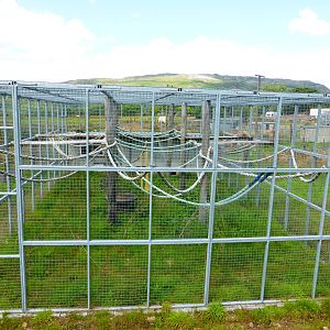 Enlarged gibbon outside enclosure .