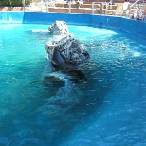 Bull Californian Sealion