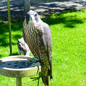 Unidentified birds . A lot of the collection is not labelled .