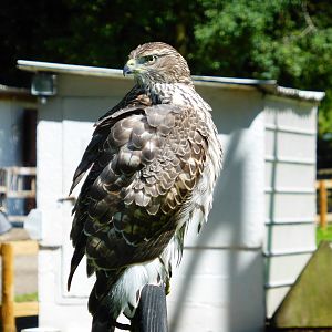 Unidentified birds . A lot of the collection is not labelled .