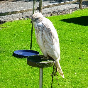 Unidentified birds . A lot of the collection is not labelled .