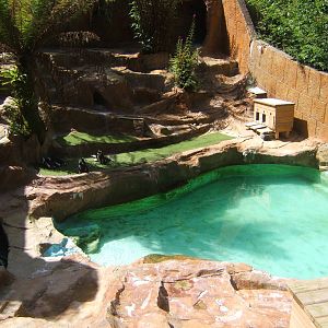 View of Black-footed Penguin enclosure