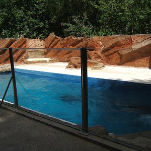 Californian Sealion holding pool