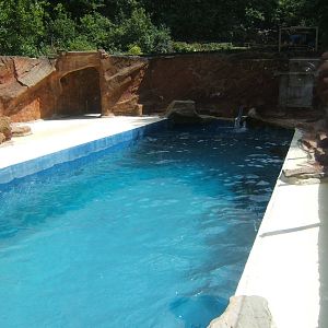 Californian Sealion holding pool