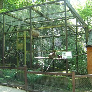 View of White-faced Saki enclosure