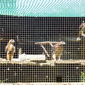 Group of 4 unlabelled birds .