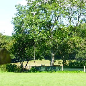 Falcon training using drone .