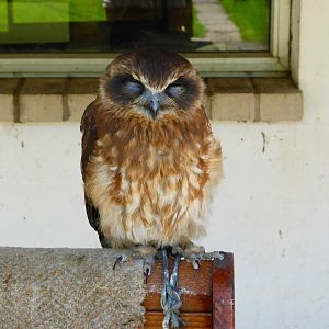 Young boobook owl .