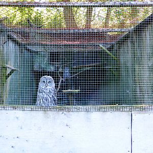Great grey owls .