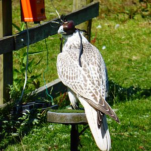 Falcon in training .