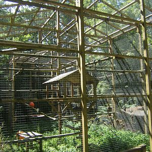 View of Gibbon enclosure