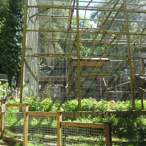 View of Gibbon enclosure