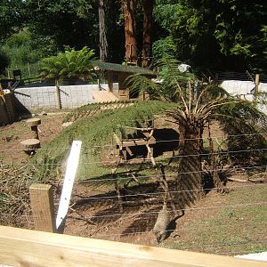 View of new Coati enclosure