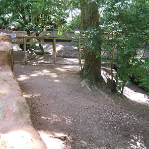 View of Capybara enclosure