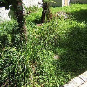 View of new enclosure that was still empty