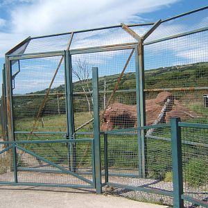 View of Lion enclosure