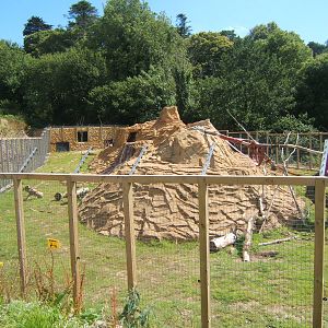 View of Hamadryas Baboon enclosure